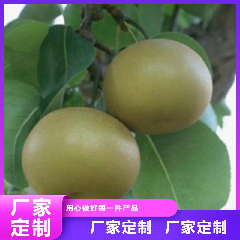 梨树苗_花椒苗实力派厂家