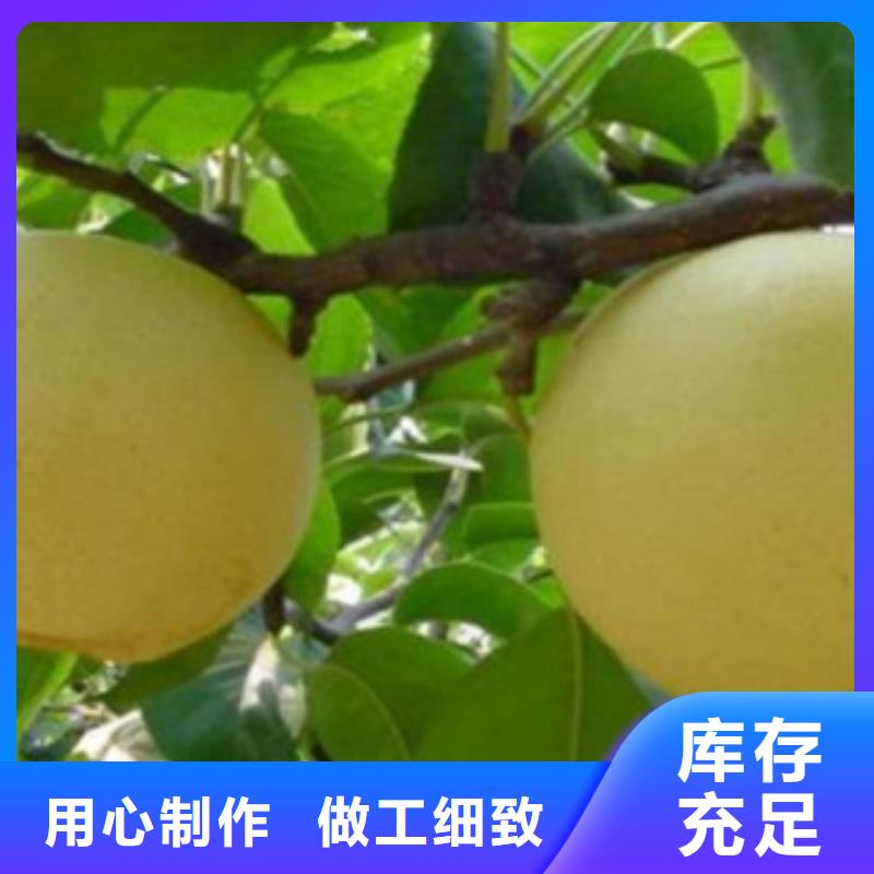 梨树苗_花椒苗实力派厂家