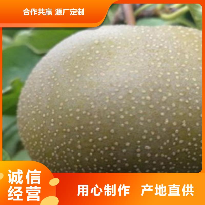 梨树苗_花椒苗实力派厂家