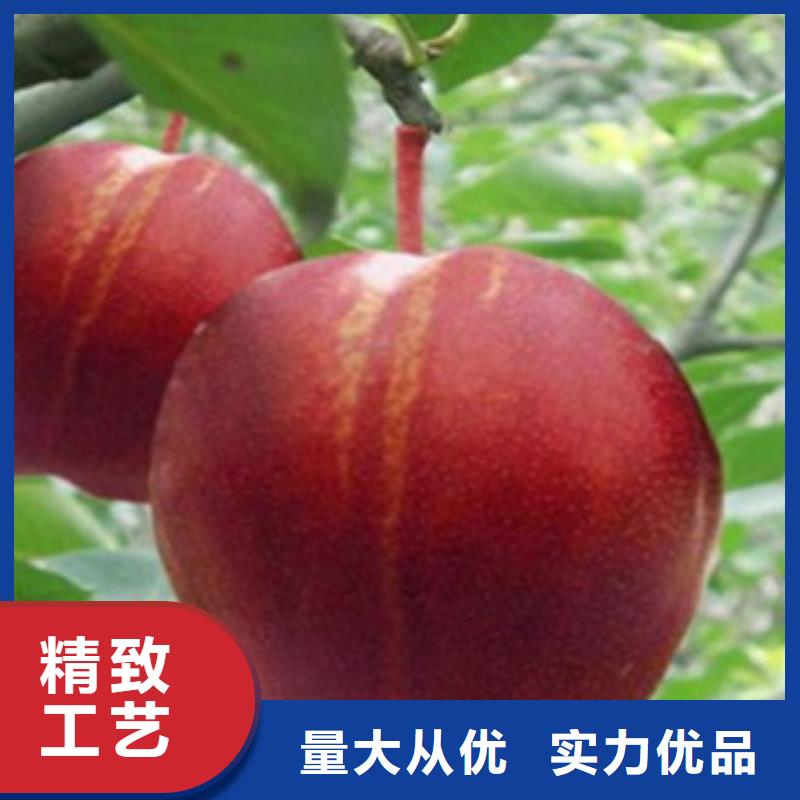 梨树苗_花椒苗实力派厂家