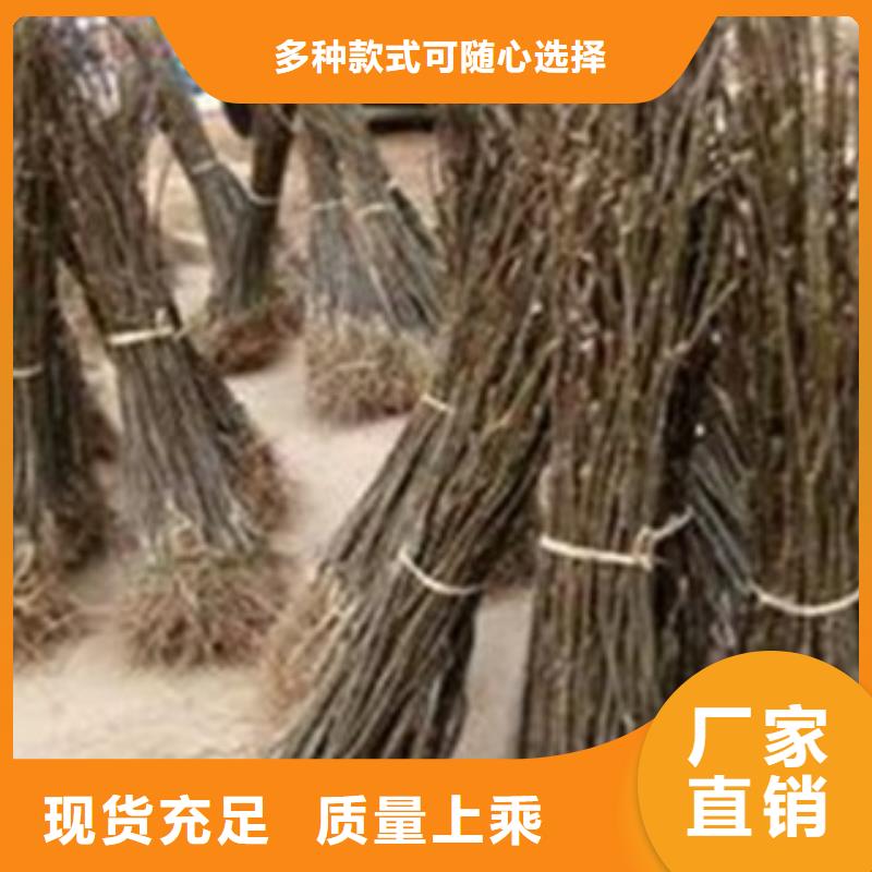 梨树苗_花椒苗实力派厂家