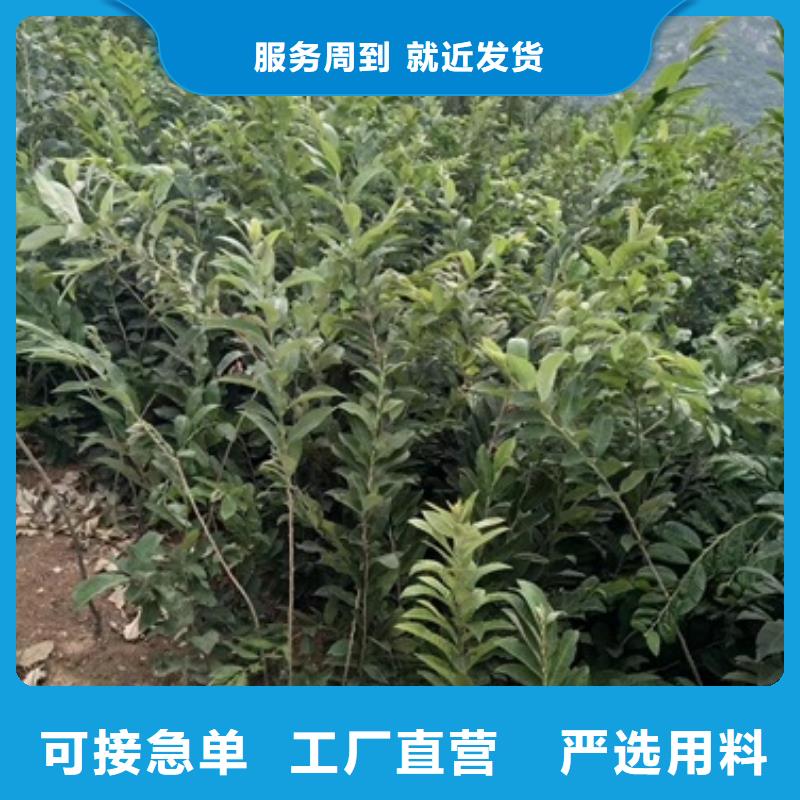 板栗苗_桃树苗诚信为本