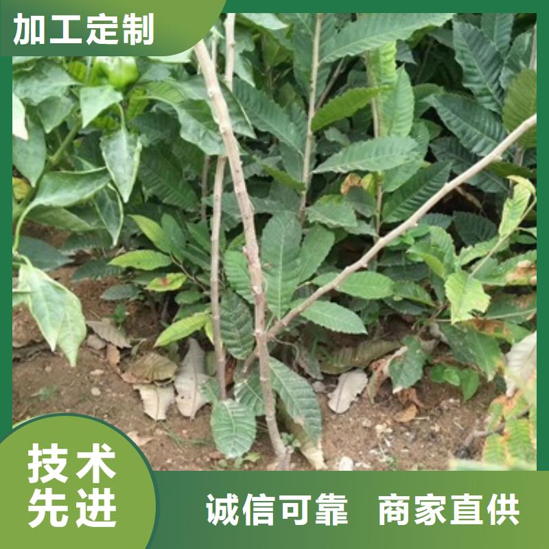 板栗苗_桃树苗诚信为本