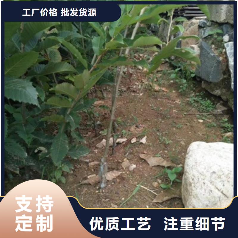 板栗苗_桃树苗诚信为本