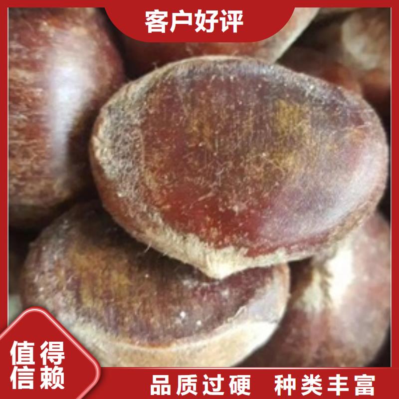 板栗苗_桃树苗诚信为本