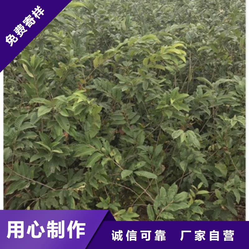 板栗苗_桃树苗诚信为本