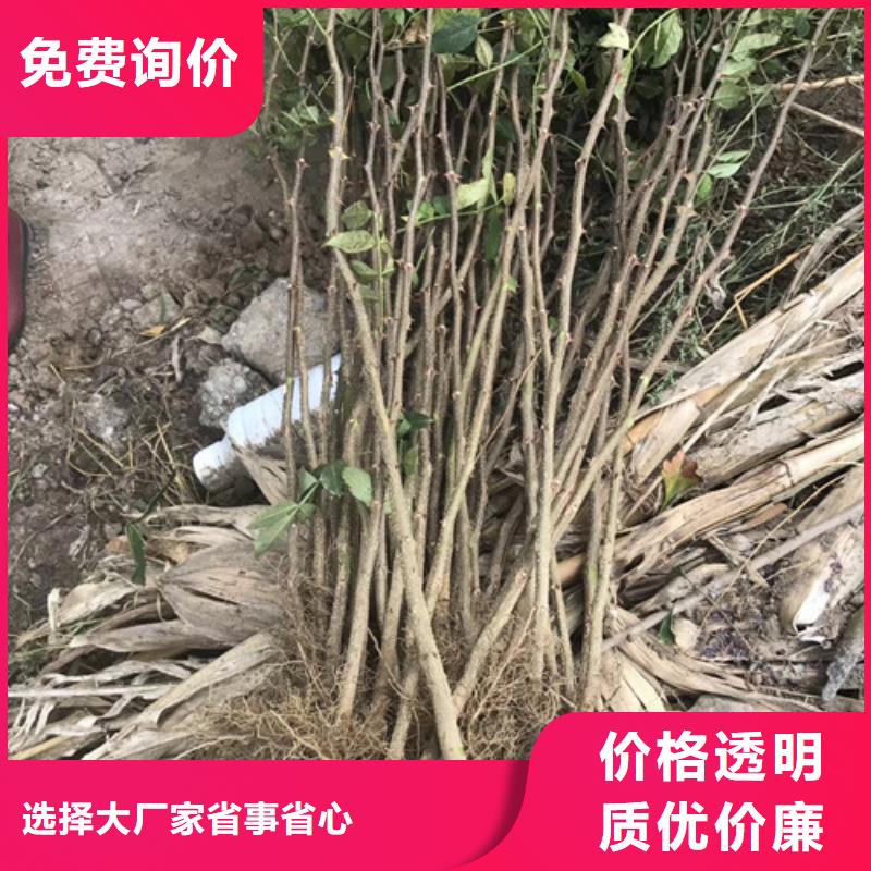 花椒苗梨树苗专注品质