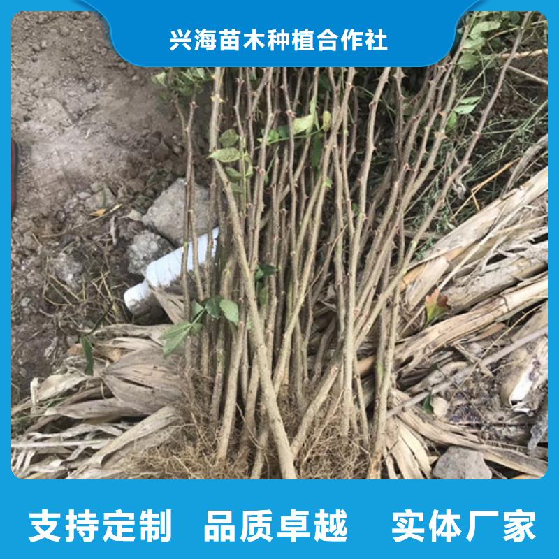 花椒苗梨树苗专注品质