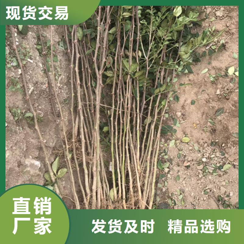 花椒苗梨树苗专注品质
