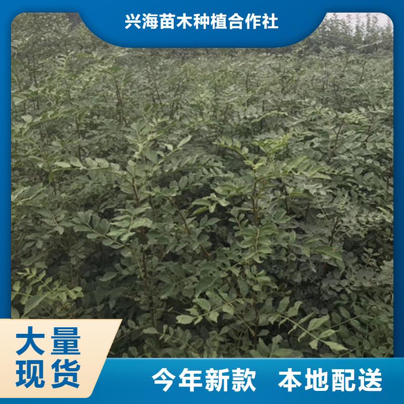花椒苗梨树苗专注品质