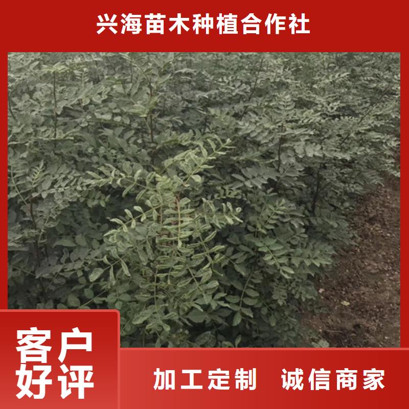 花椒苗梨树苗专注品质