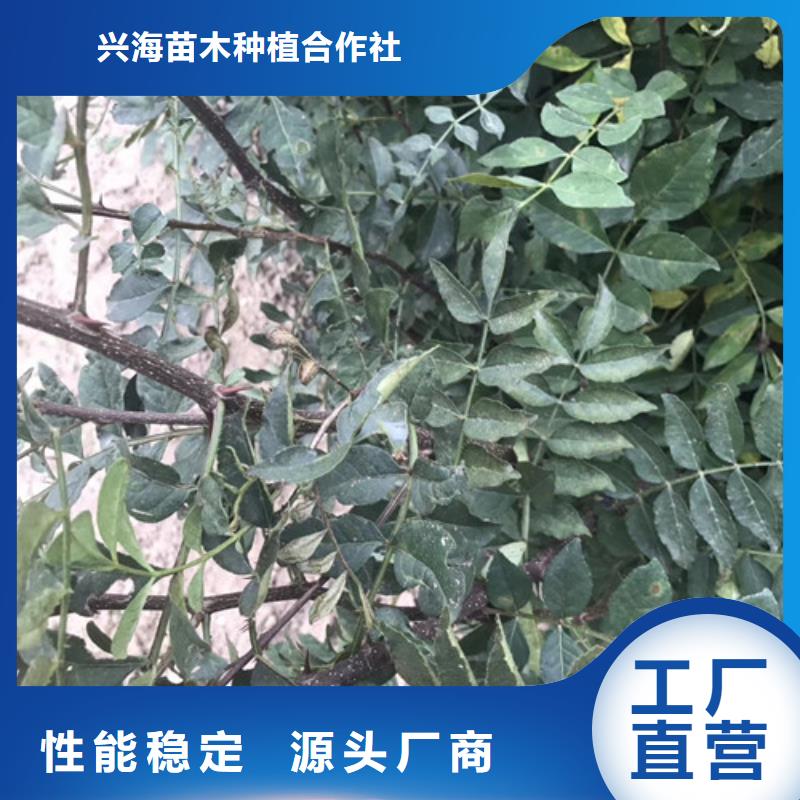 花椒苗梨树苗专注品质