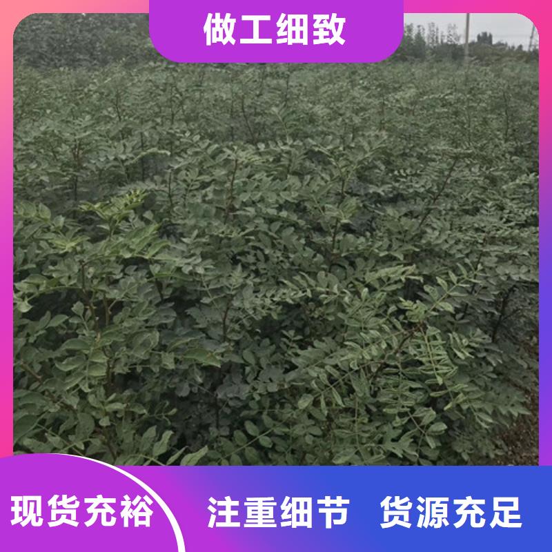 花椒苗梨树苗专注品质