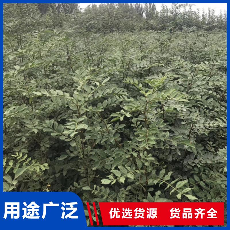 花椒苗梨树苗专注品质