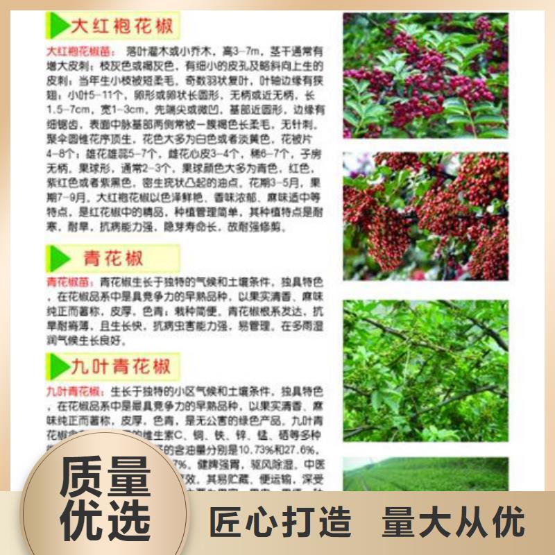 花椒苗梨树苗专注品质
