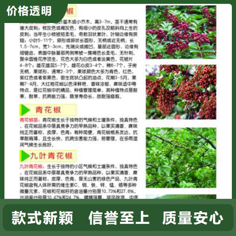 花椒苗梨树苗专注品质