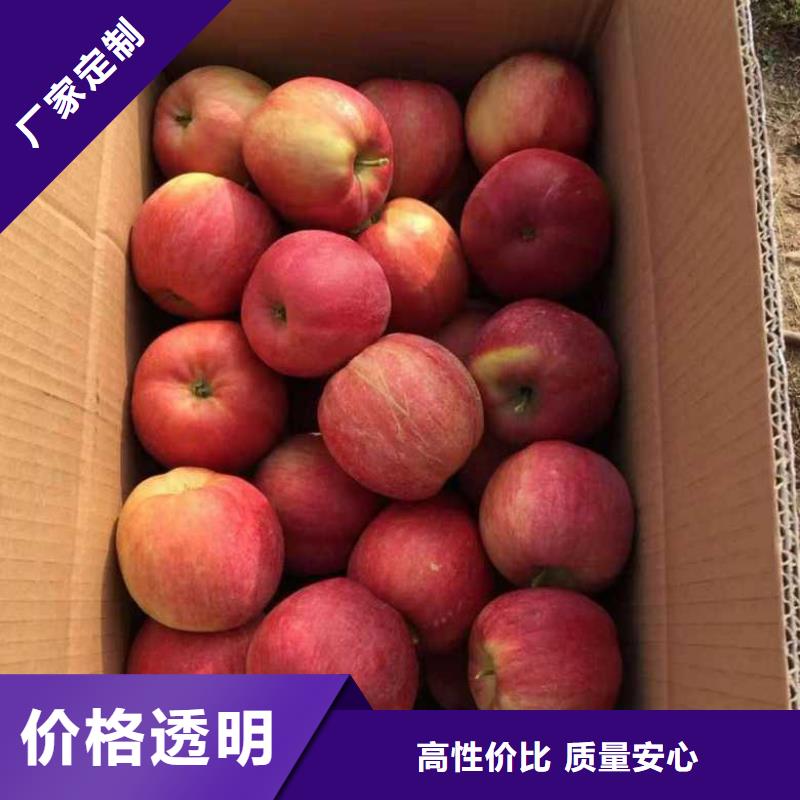 苹果苗 桃树苗丰富的行业经验