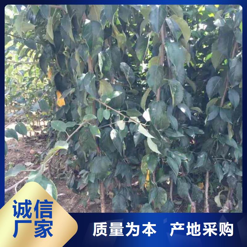 苹果苗 桃树苗丰富的行业经验