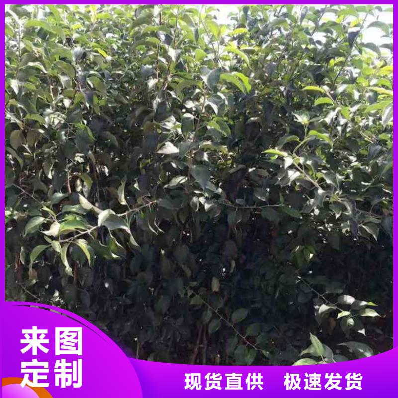 苹果苗 桃树苗丰富的行业经验