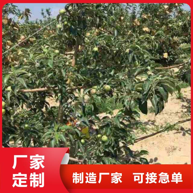 苹果苗 桃树苗丰富的行业经验