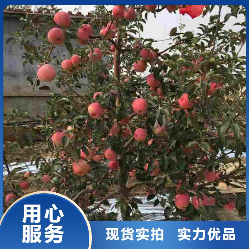 苹果苗 桃树苗丰富的行业经验