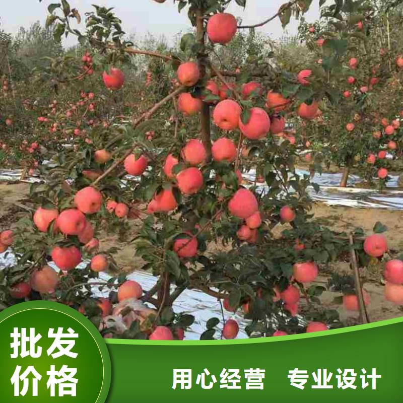 苹果苗 桃树苗丰富的行业经验