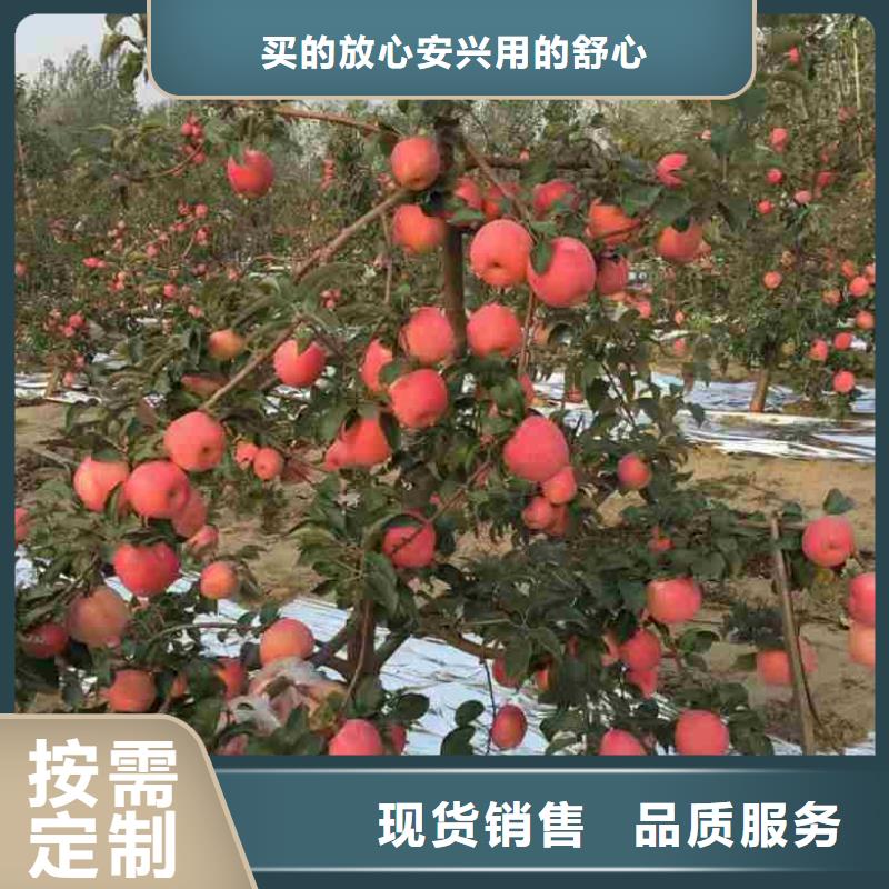 苹果苗 桃树苗丰富的行业经验