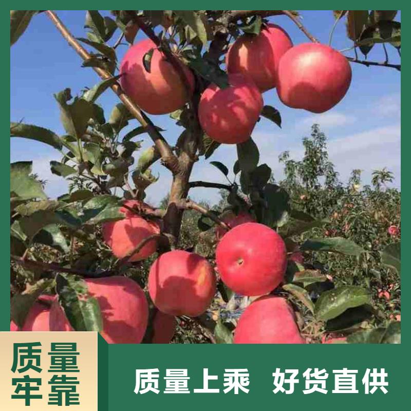苹果苗 桃树苗丰富的行业经验