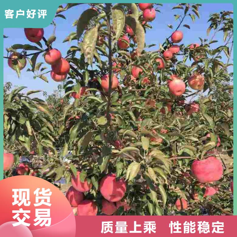 苹果苗 桃树苗丰富的行业经验