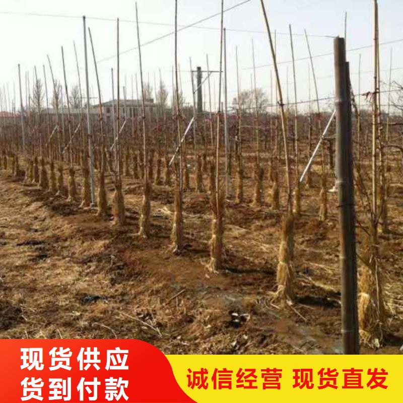苹果苗 桃树苗丰富的行业经验
