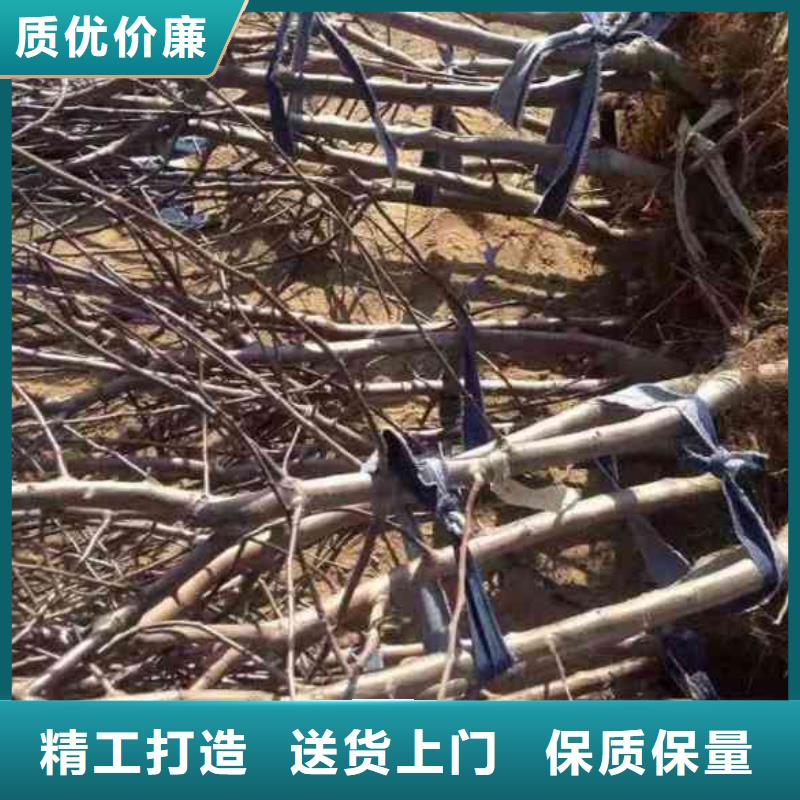 苹果苗 桃树苗丰富的行业经验