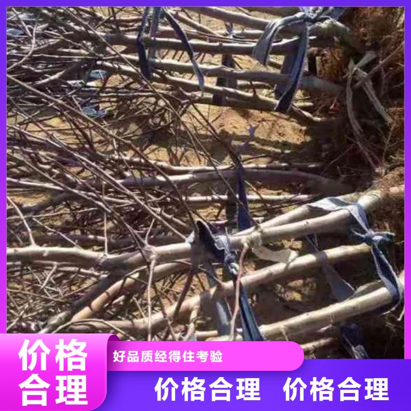 苹果苗 桃树苗丰富的行业经验
