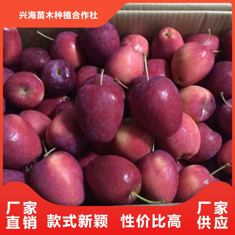 苹果苗 桃树苗丰富的行业经验