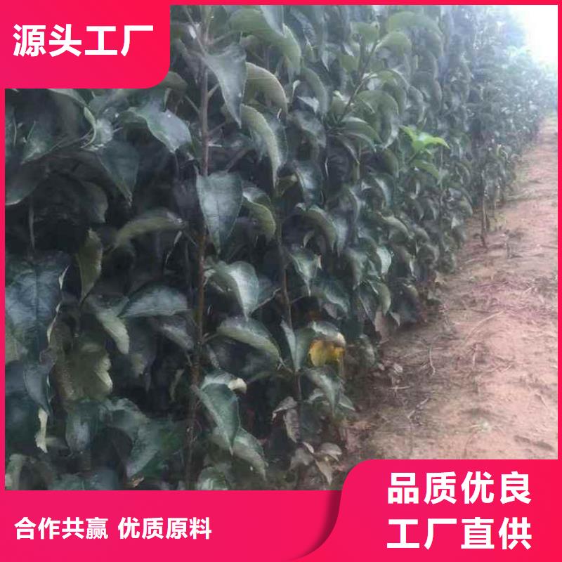 苹果苗 桃树苗丰富的行业经验