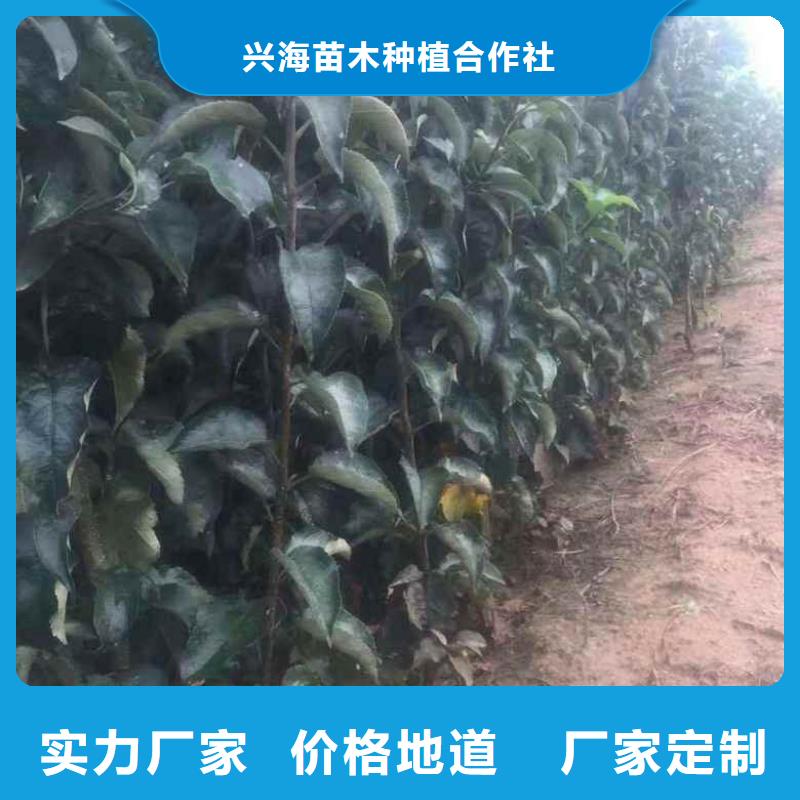 苹果苗 桃树苗丰富的行业经验