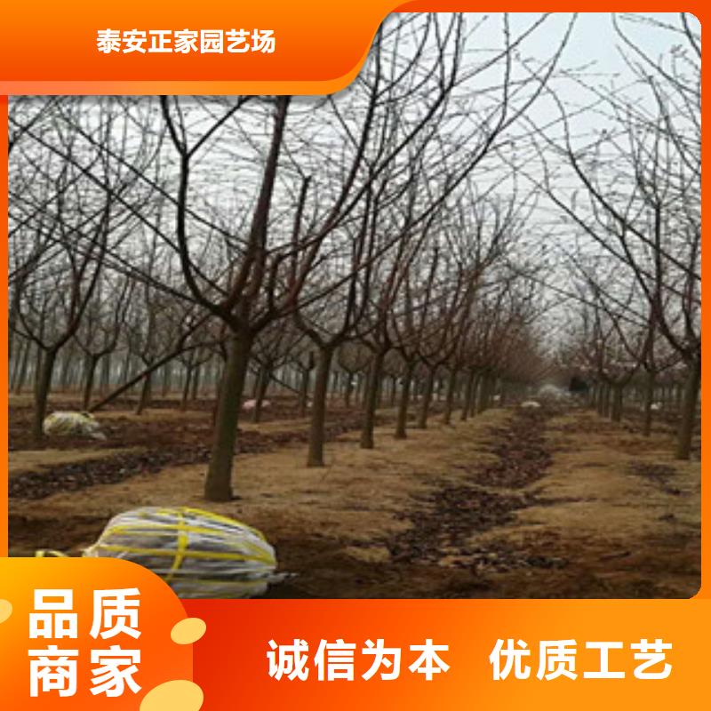 樱花 国槐用心细节