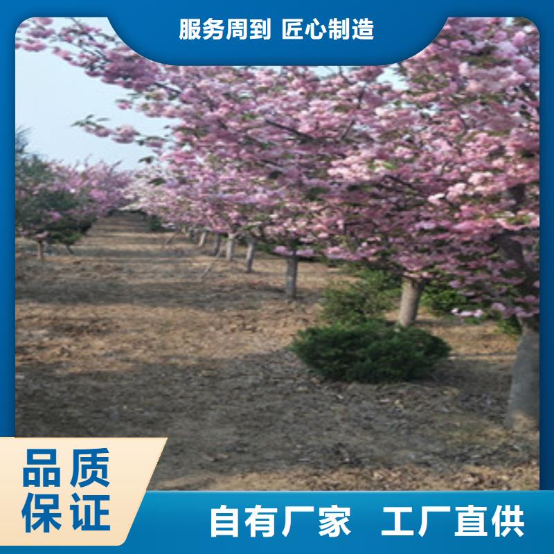 樱花 国槐用心细节