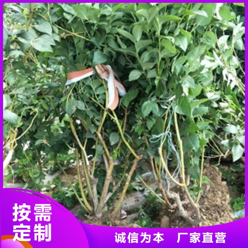 蓝莓苗国槐厂家售后完善