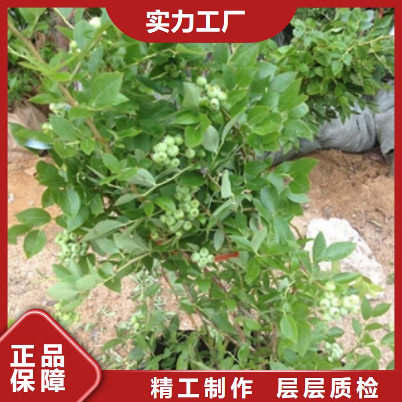 蓝莓苗国槐厂家售后完善