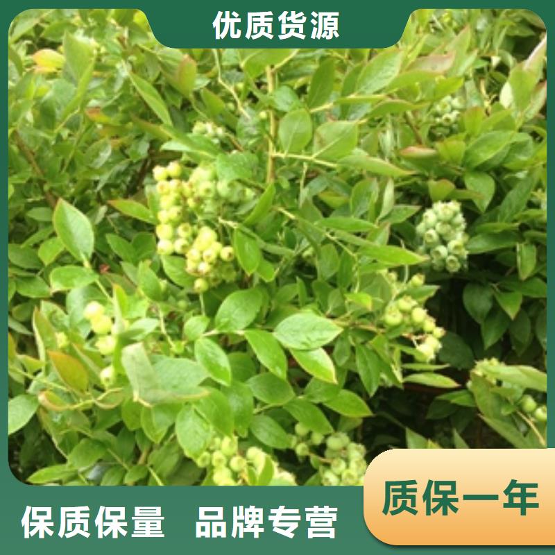 蓝莓苗国槐厂家售后完善