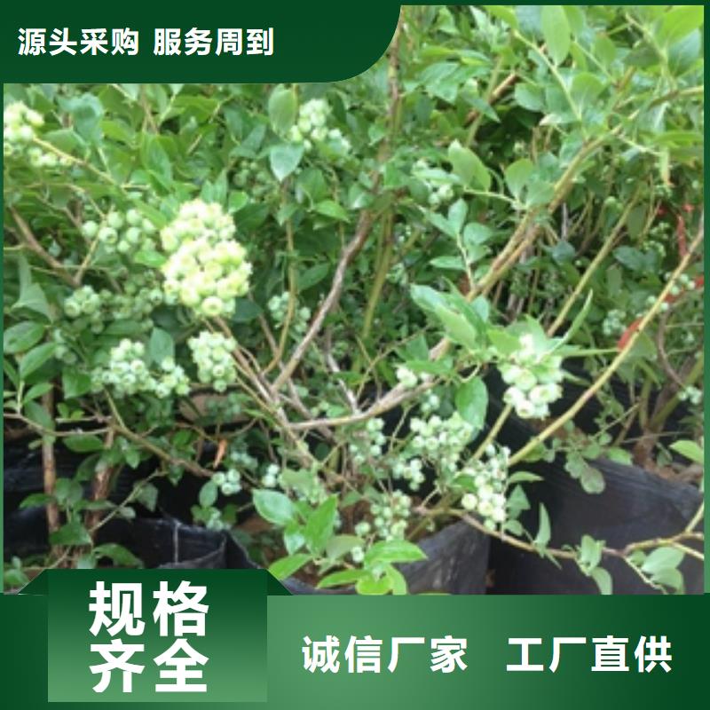 蓝莓苗国槐厂家售后完善