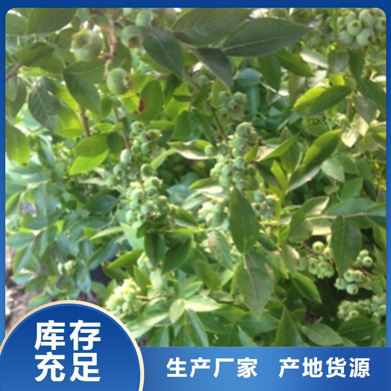 蓝莓苗国槐厂家售后完善