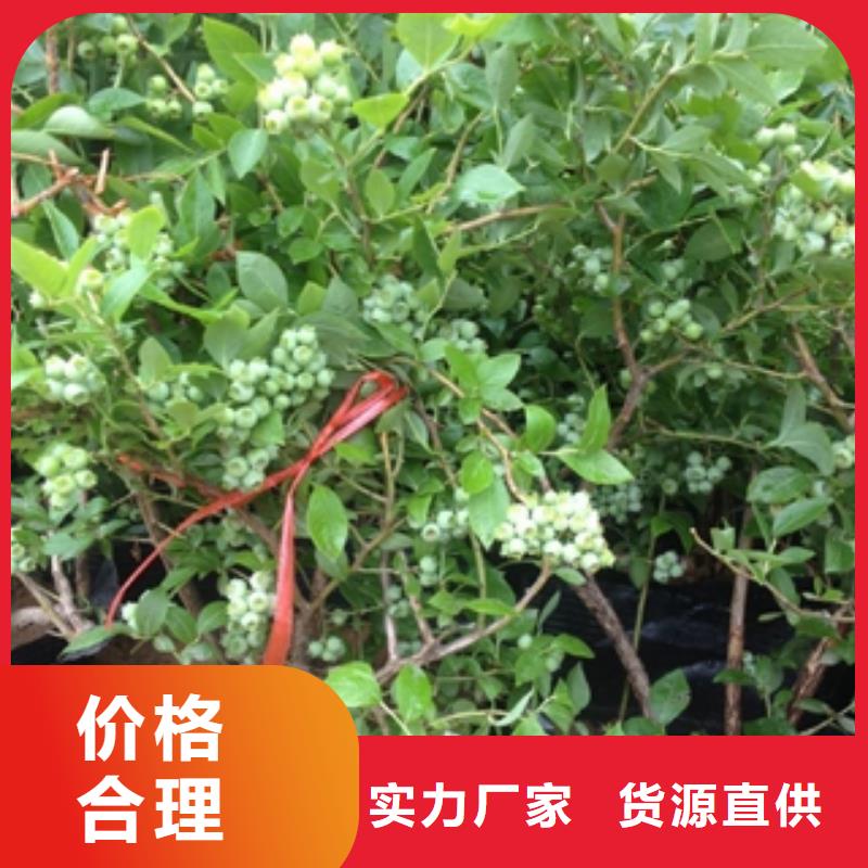 蓝莓苗国槐厂家售后完善