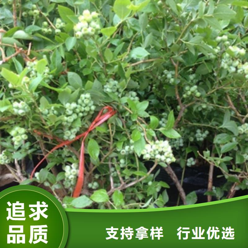 蓝莓苗国槐厂家售后完善