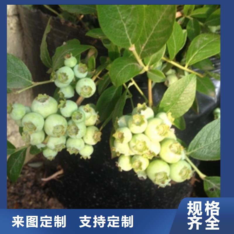 蓝莓苗国槐厂家售后完善