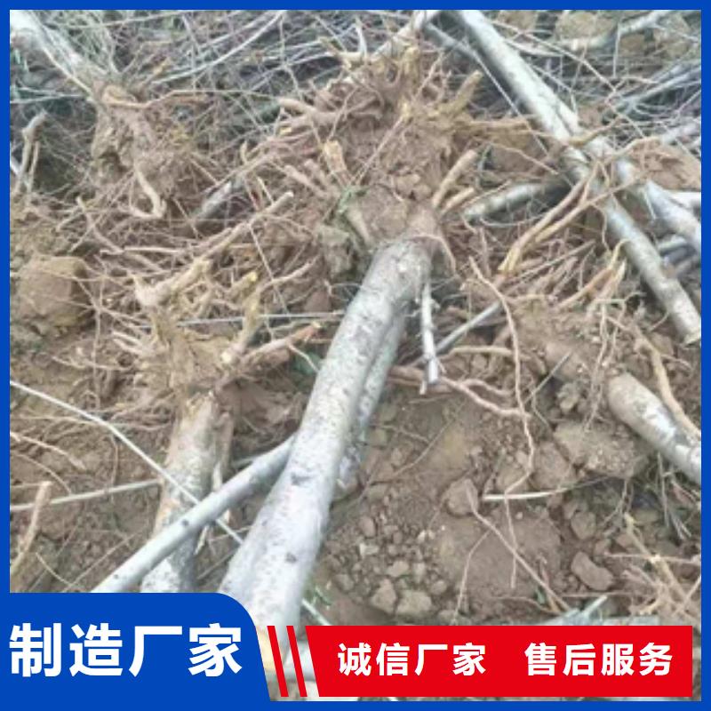 桃树泰山景松 造型景松多年经验值得信赖