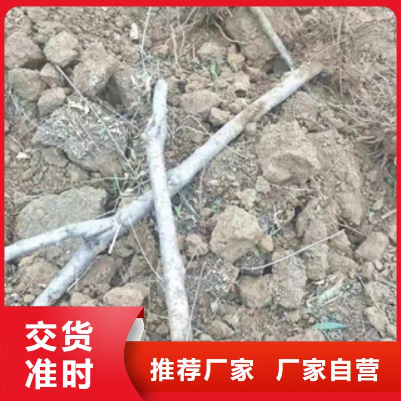 桃树泰山景松 造型景松多年经验值得信赖