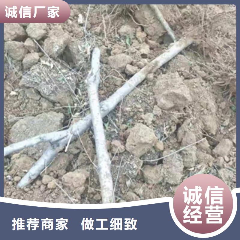 桃树泰山景松 造型景松多年经验值得信赖