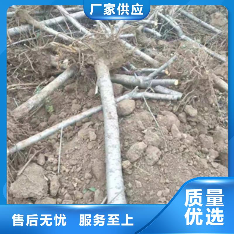 桃树泰山景松 造型景松多年经验值得信赖