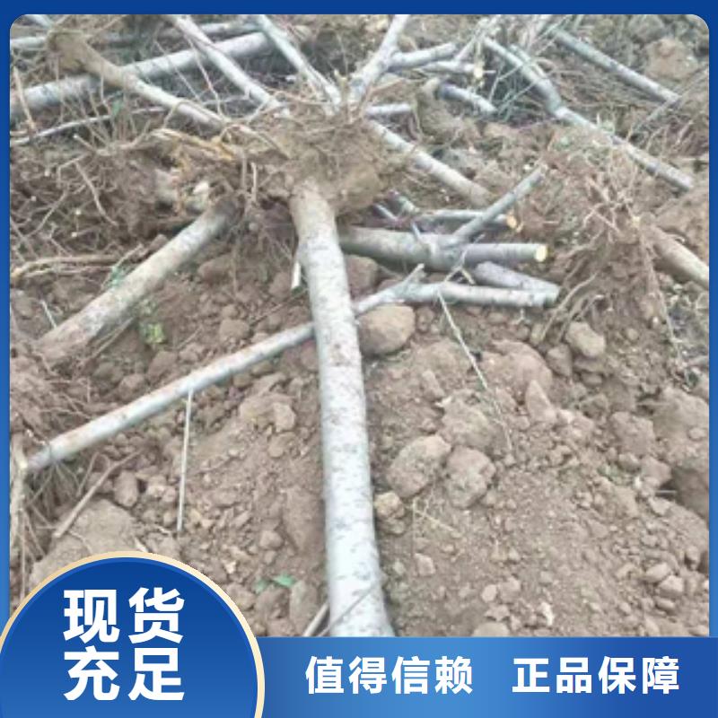 桃树泰山景松 造型景松多年经验值得信赖